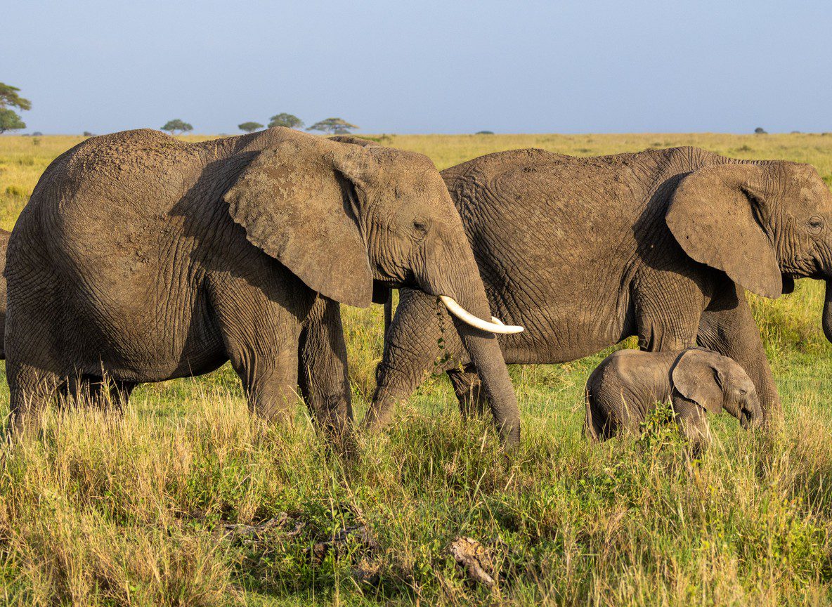 Nairobi To Amboseli Drive Guide Route Time And Stops