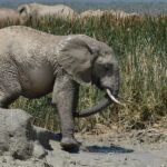 Nairobi To Diani Beach Safari