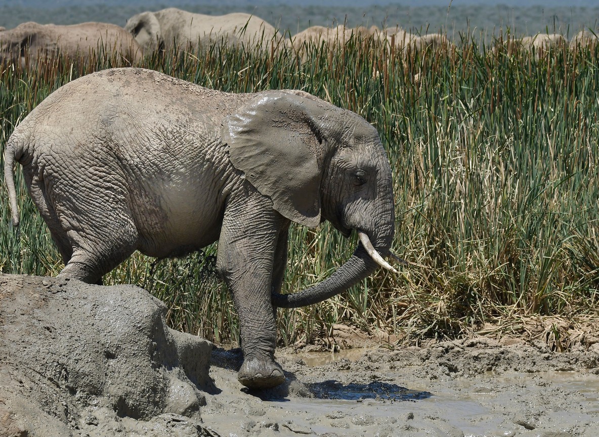 Nairobi To Diani Beach Safari