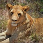 Ngare Serian Camp Mara North Conservancy Accessible Only Via Rope Bridge Maasai Mara