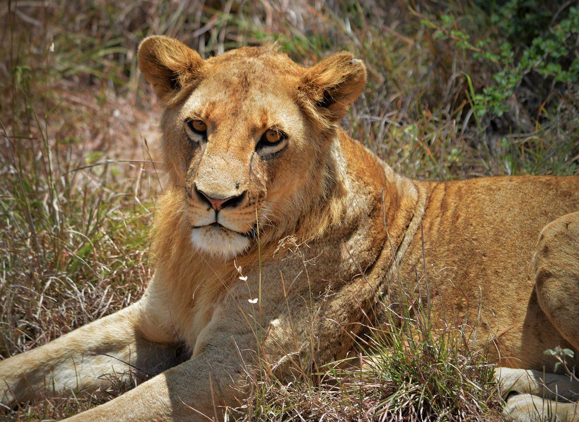 Ngare Serian Camp Mara North Conservancy Accessible Only Via Rope Bridge Maasai Mara