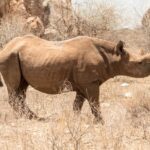 Northern Kenya Conservancy Comparison Which Conservancy Fits Your Safari Style