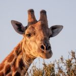 Northern Kenya Safari Guide Parks Conservancies Route Planning