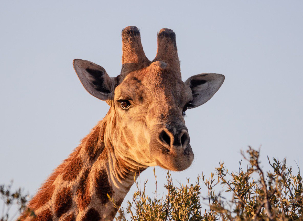Northern Kenya Safari Guide Parks Conservancies Route Planning