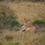 Northern Kenya Safari Packing List What To Bring For Remote Routes