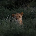 Ol Kinyei Conservancy