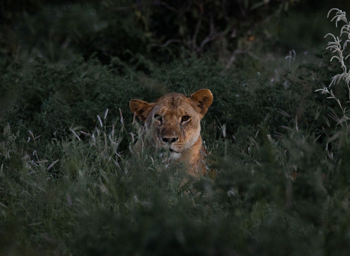 Ol Kinyei Conservancy