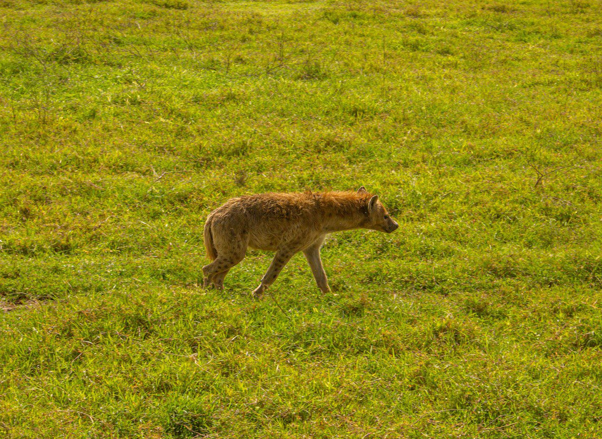Ol Pejeta Conservancy Safari Rhino Sanctuary Kenya