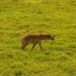 Ol Pejeta Conservancy Safari Rhino Sanctuary Kenya