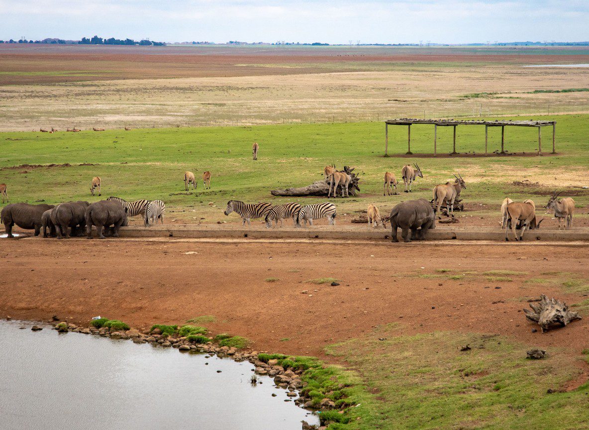 Ol Pejeta Conservancy Safari Rhino Sanctuary Kenya