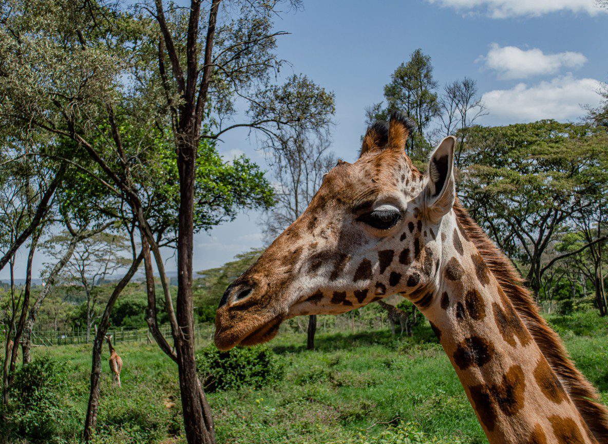 Ol Pejeta Vs Lewa Conservancy