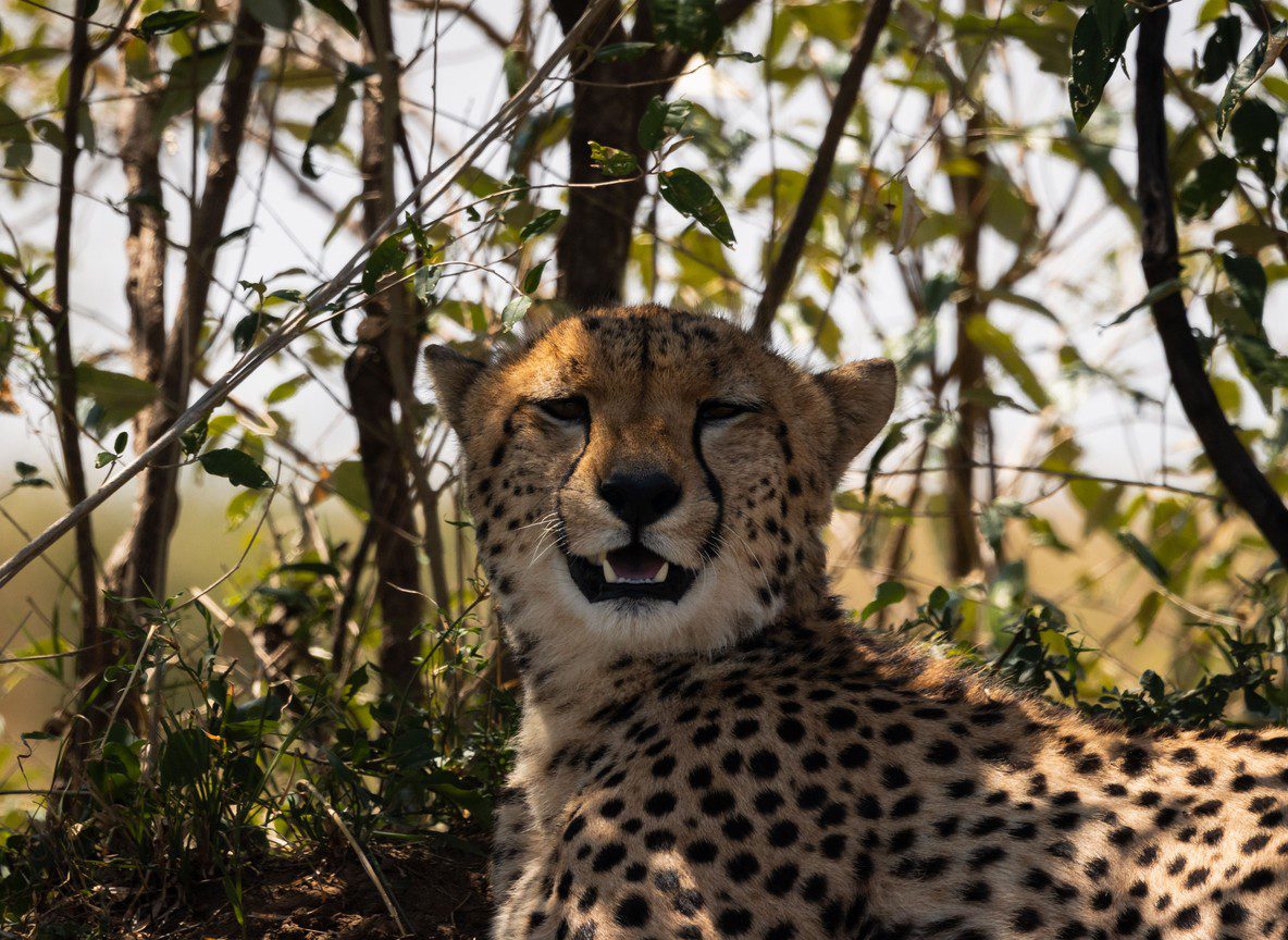 Porini Lion Camp Olare Motorogi Conservancy Maasai Mara