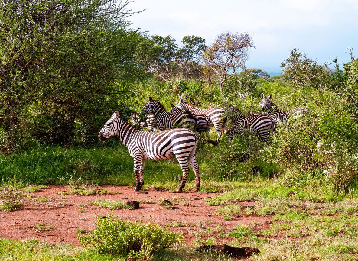 Porini Mara Camp Ol Kinyei Conservancy Maasai Mara