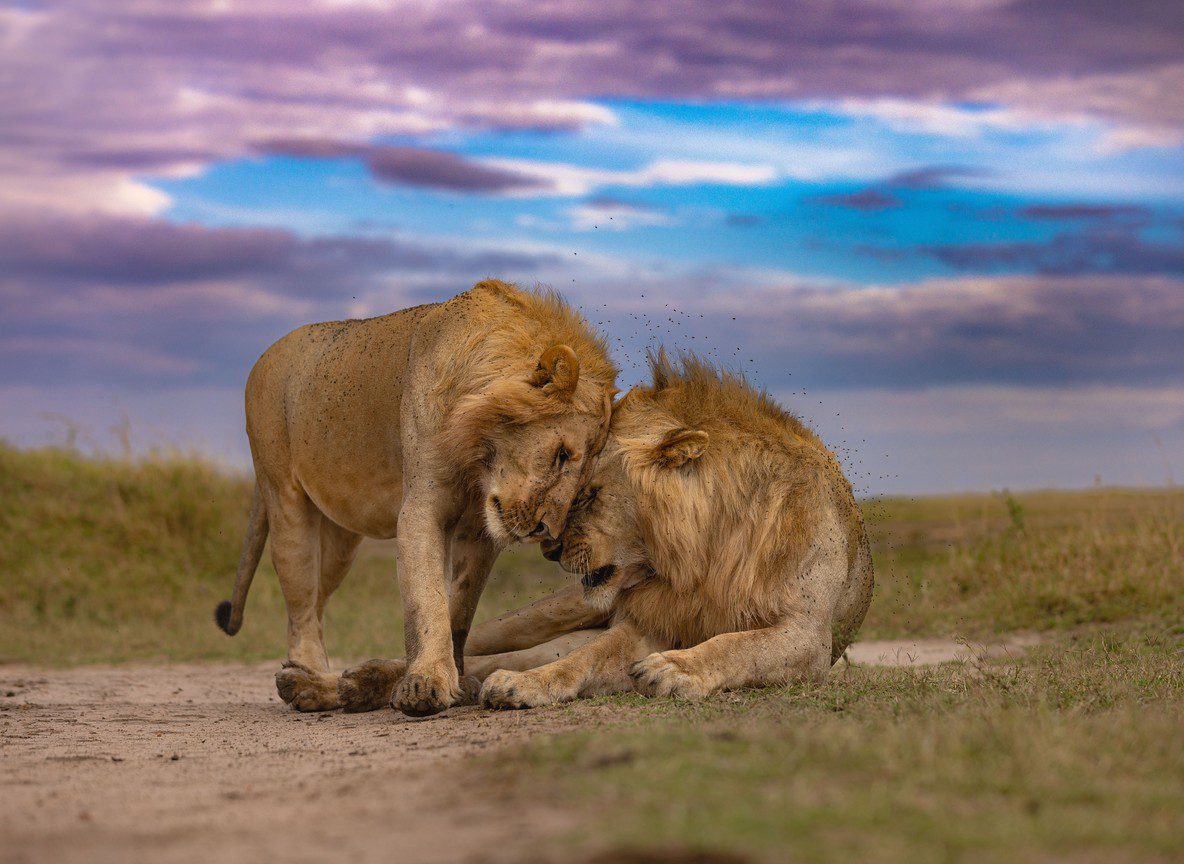 Private Vs Shared Game Drive Masai Mara Guide