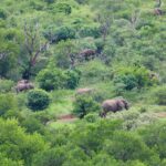 Reteti Elephant Sanctuary Guide Visits Ethics And Northern Kenya Itinerary Planning