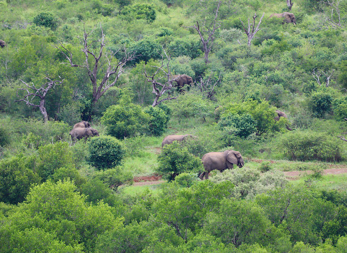 Reteti Elephant Sanctuary Guide Visits Ethics And Northern Kenya Itinerary Planning
