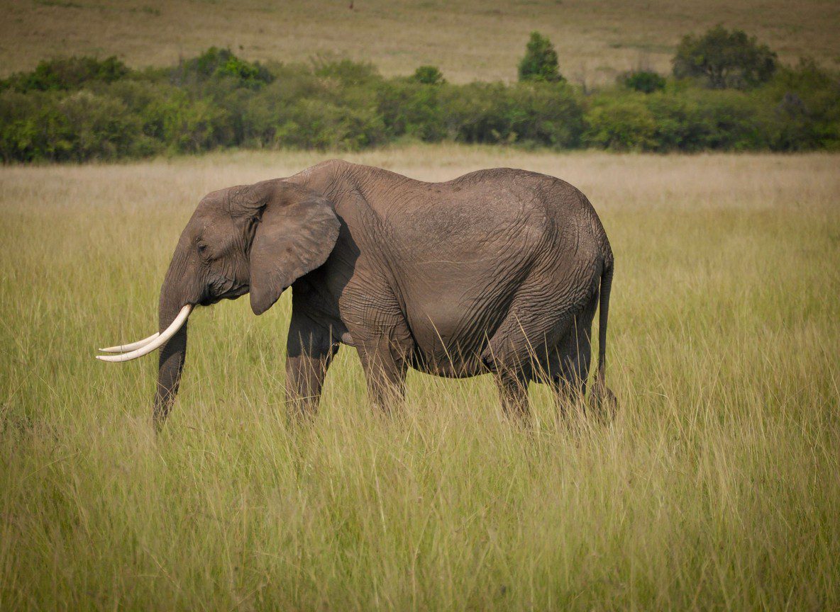 Richards River Camp Mara North Conservancy Maasai Mara
