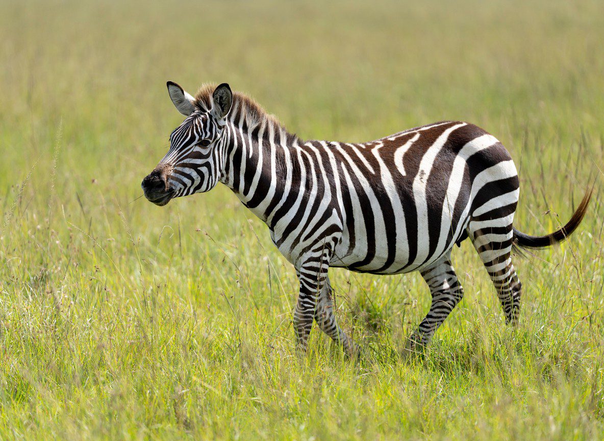 Safari Companies In Kenya