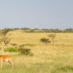 Safari Connectivity Data Wifi Offline Maps