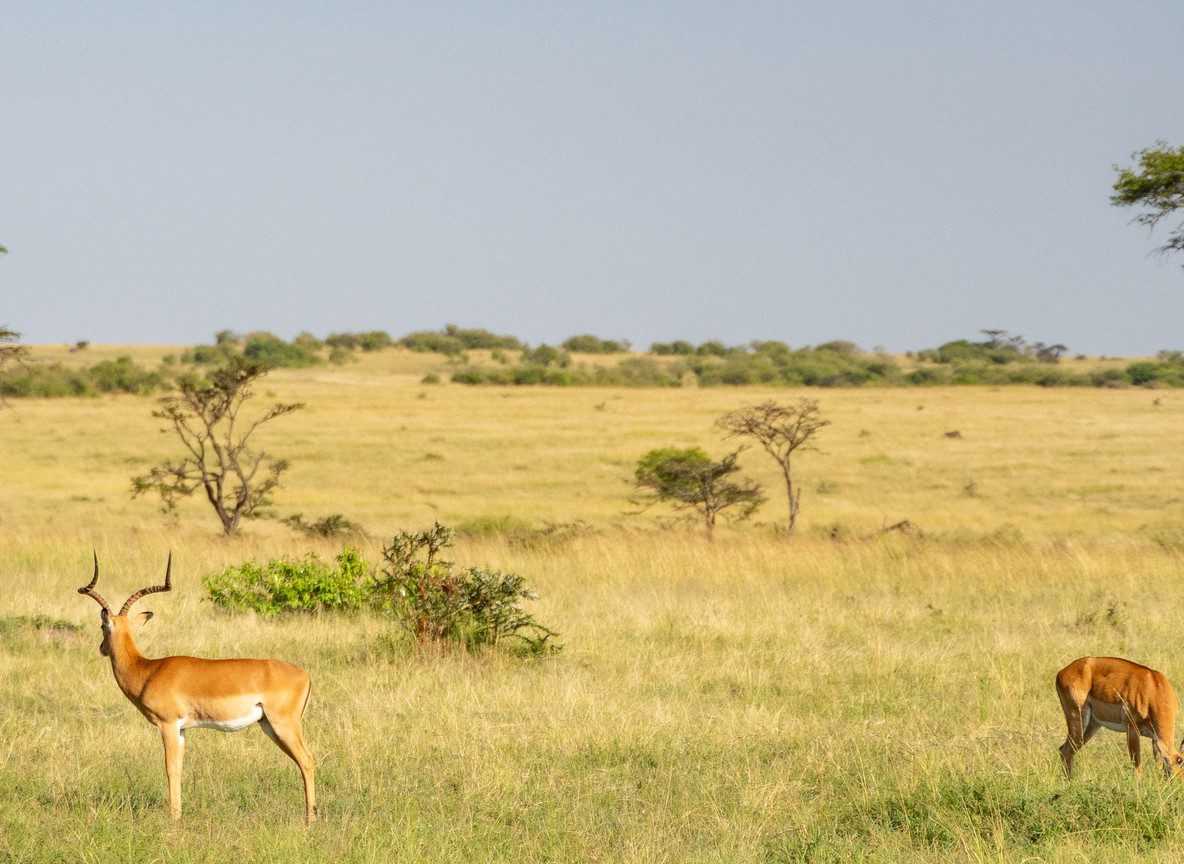 Safari Connectivity Data Wifi Offline Maps