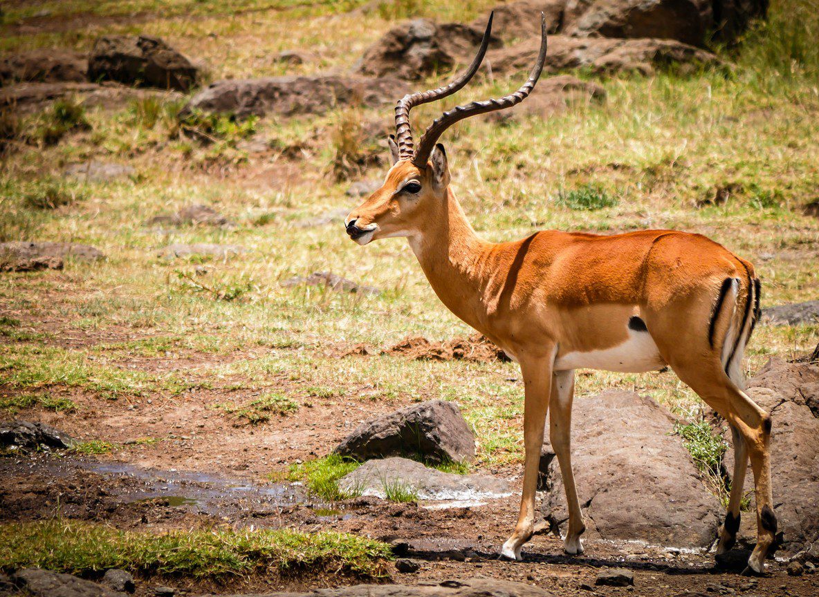 Safari From Diani Beach