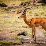 Safari From Diani Beach