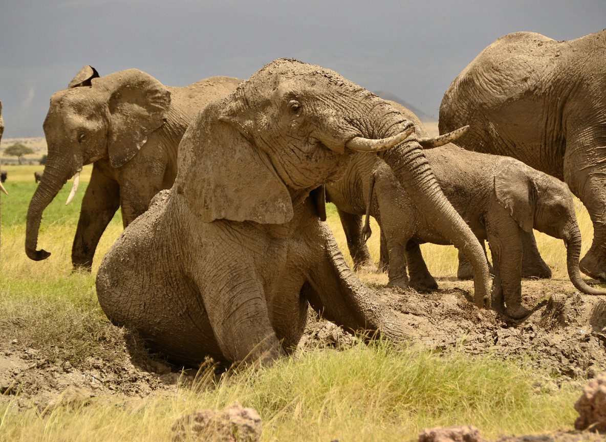 Safari From Diani Beach Tsavo Amboseli Guide