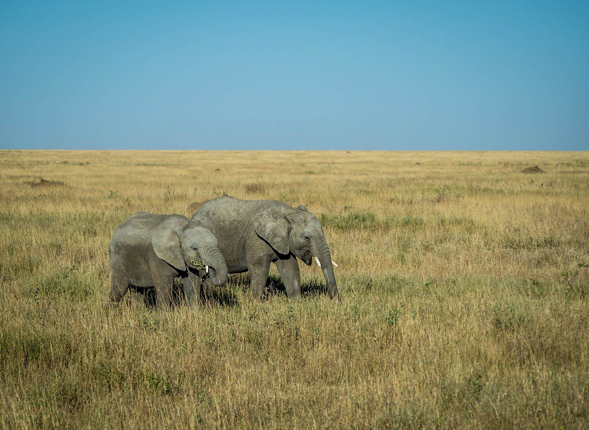 Safari From Diani Beach Tsavo Amboseli Guide