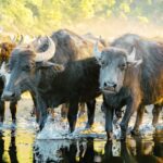 Samburu Buffalo Springs Shaba Complete Safari Comparison Guide