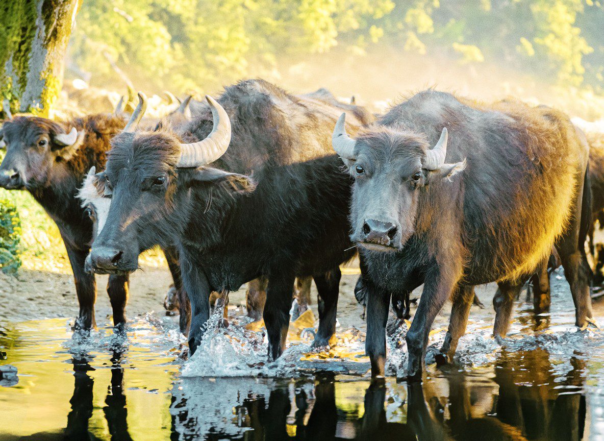Samburu Buffalo Springs Shaba Complete Safari Comparison Guide