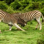 Samburu Game Reserve