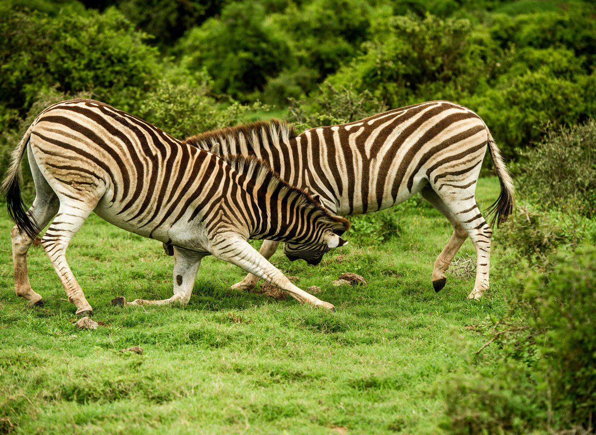 Samburu Game Reserve