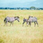 Samburu Special Five Guide