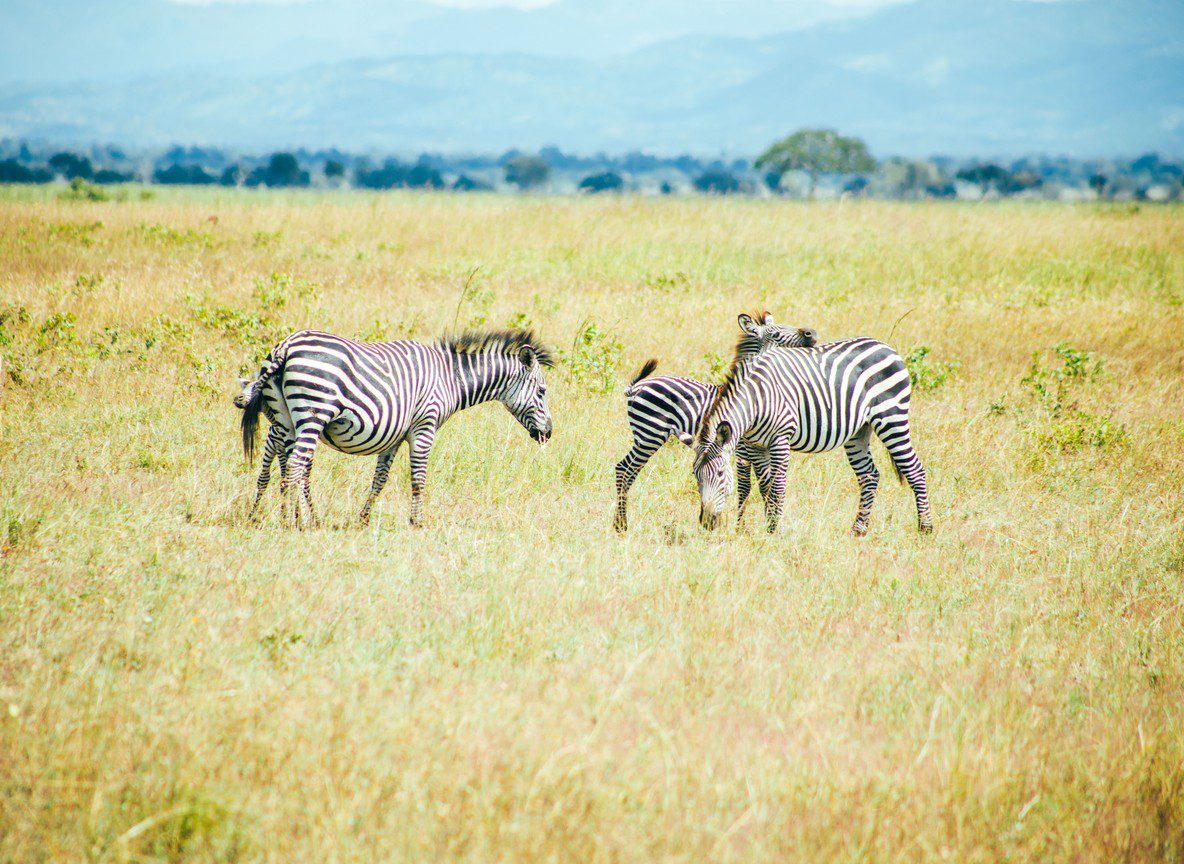 Samburu Special Five Guide
