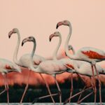Seasons In Lake Nakuru