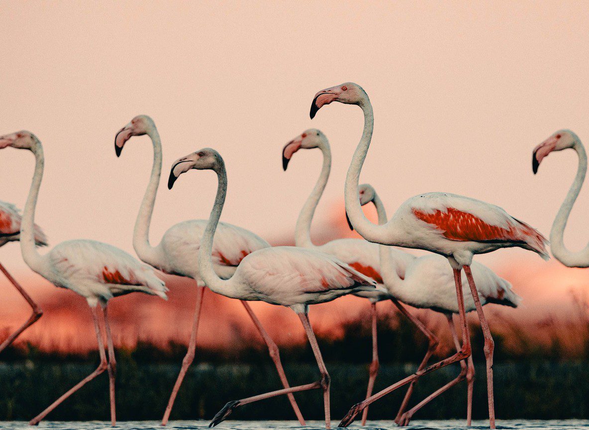 Seasons In Lake Nakuru