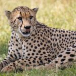Seasons In Lewa