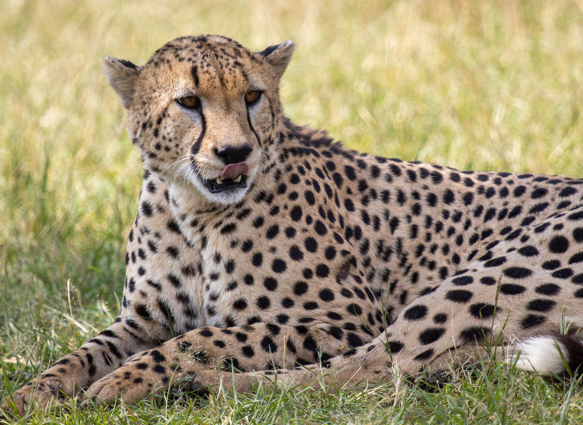 Seasons In Lewa
