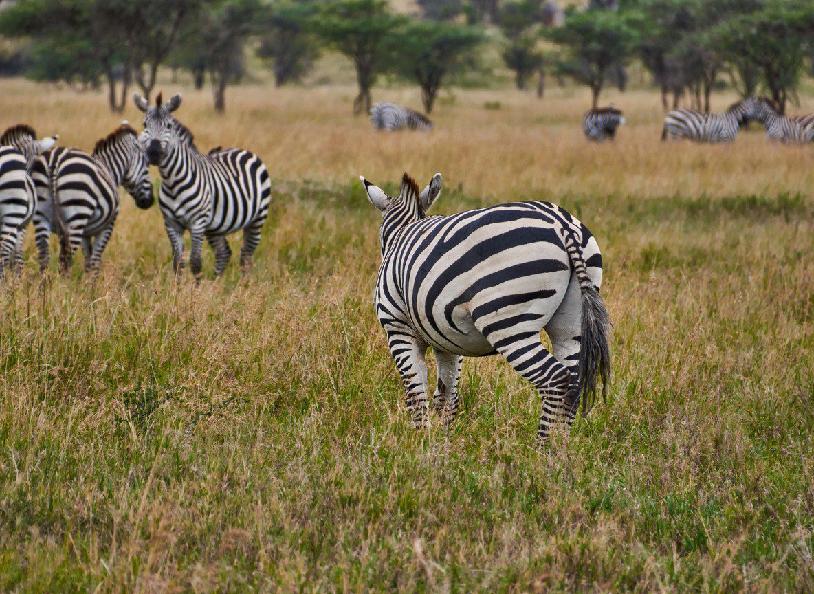 Seasons In Samburu
