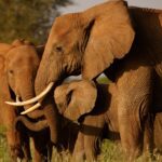 Seasons In Tsavo West