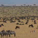 Serengeti Wildebeest Migration Guide