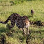 Shaba National Reserve