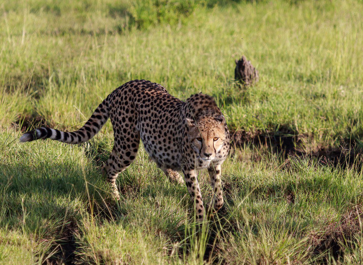 Shaba National Reserve