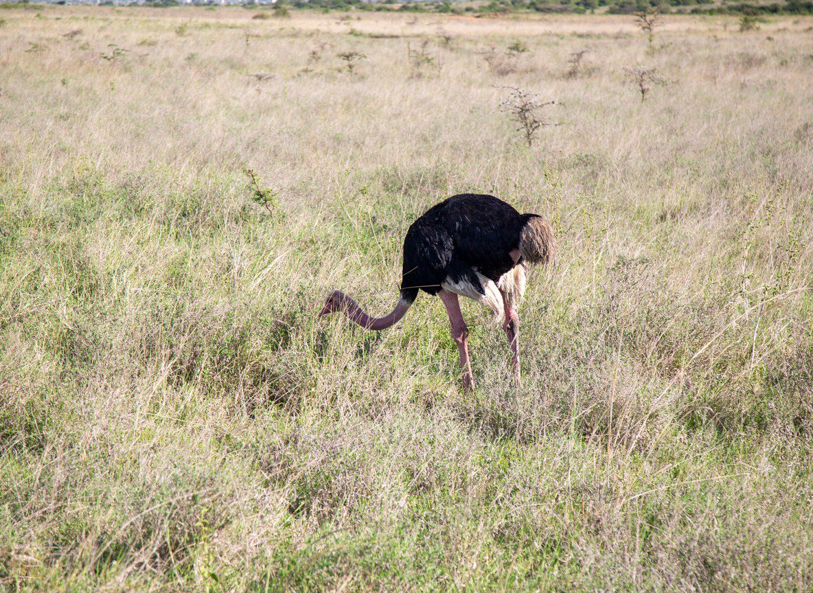 The Sambuk Suite At Mara Nyika Naboisho Conservancy Maasai Mara
