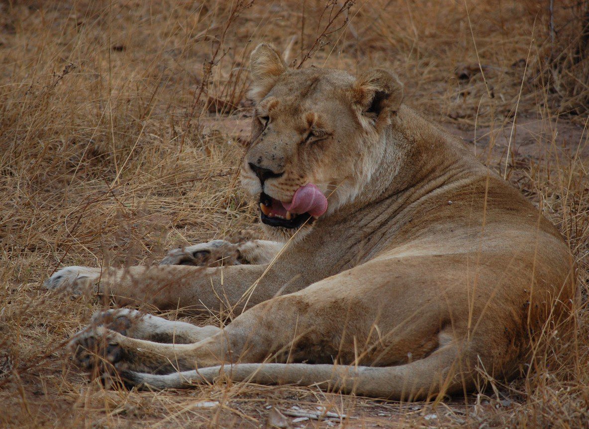 Tsavo East Day Trip Diani Beach