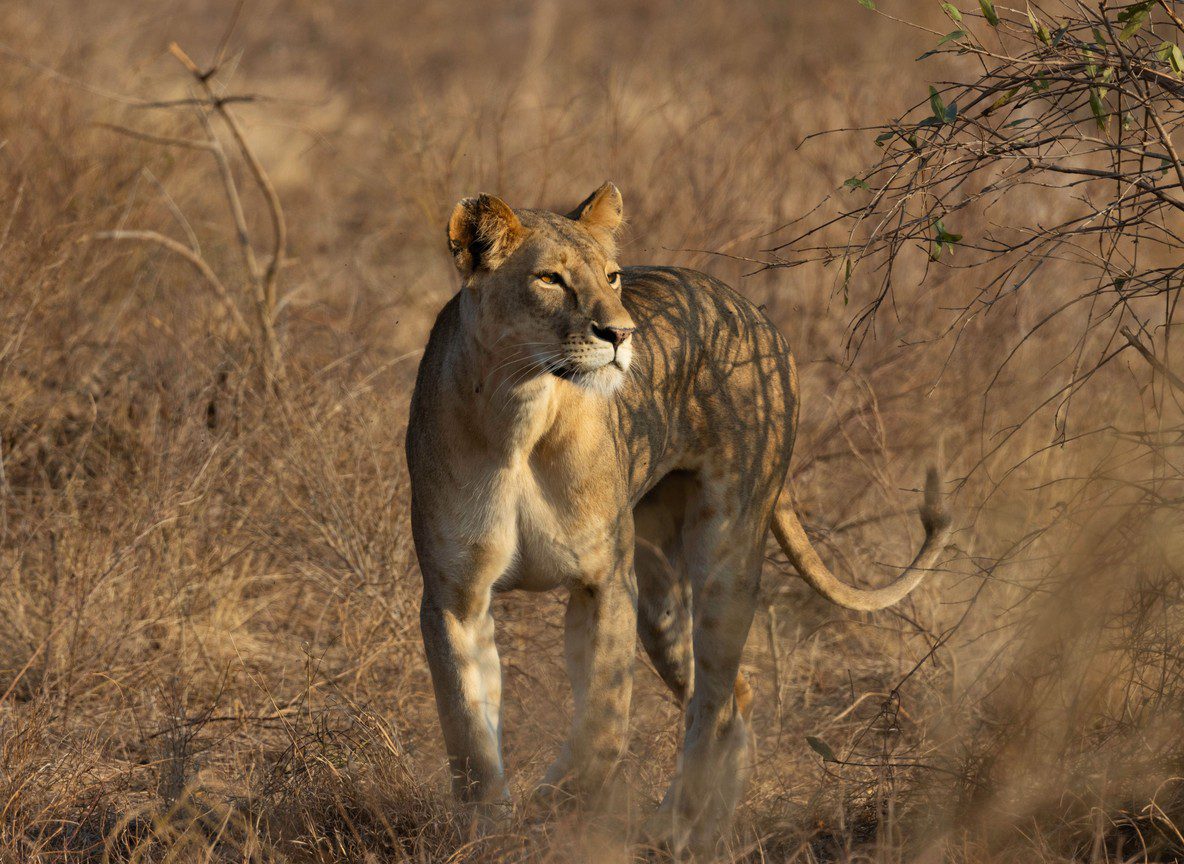 Tsavo National Park Kenya Complete Guide