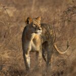 Tsavo National Park Kenya Complete Guide