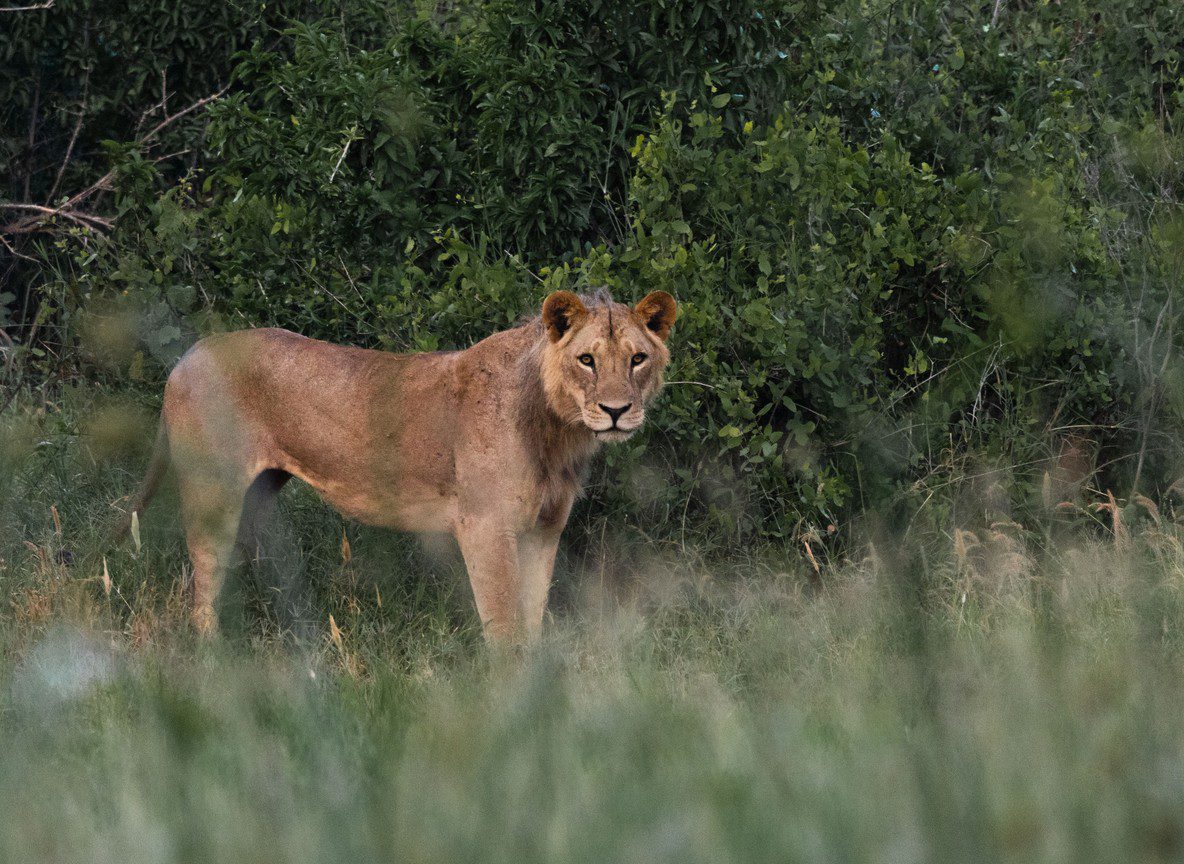 Tsavo National Park Kenya Complete Guide