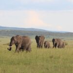 Tsavo Vs Amboseli