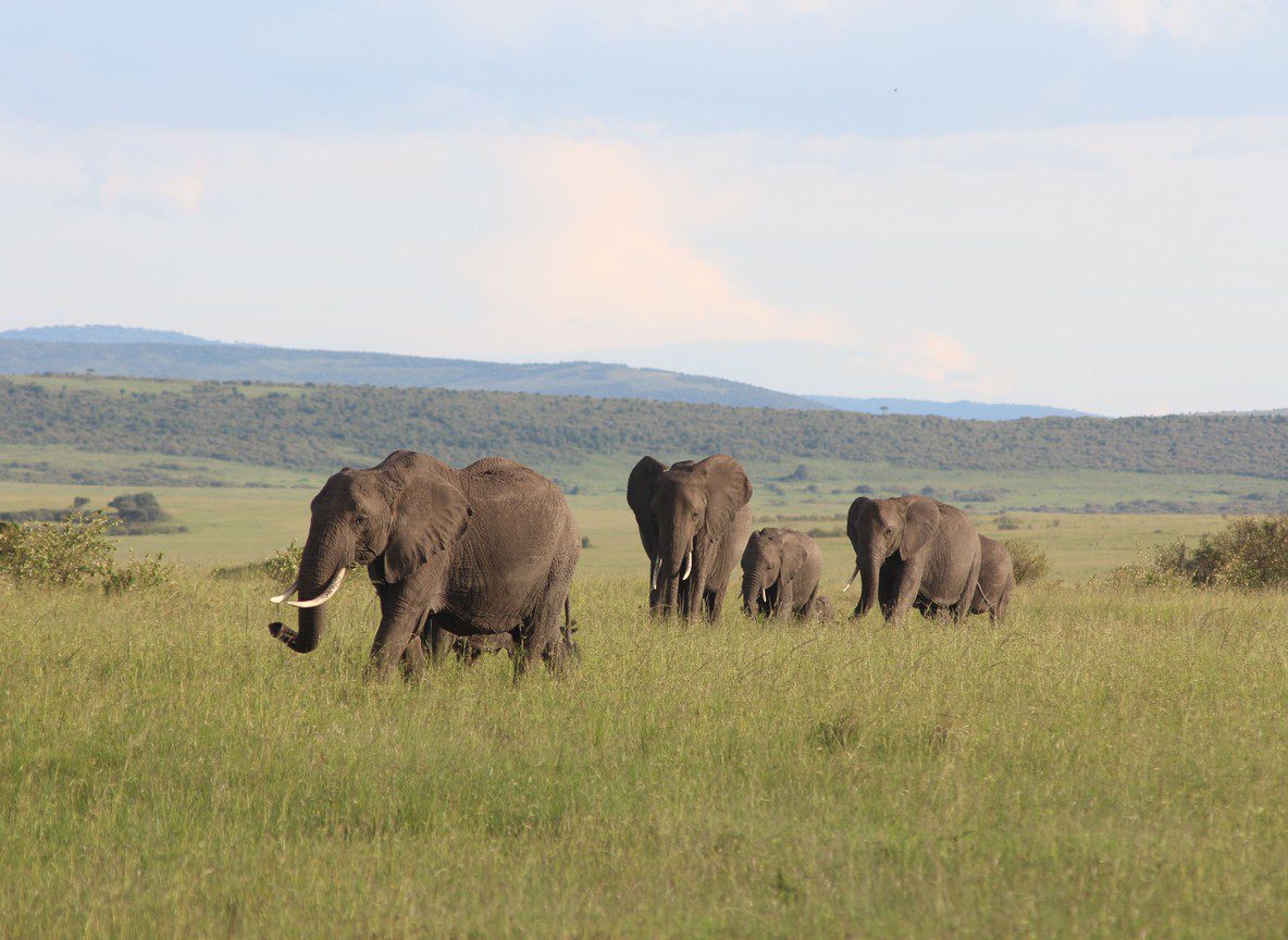 Tsavo Vs Amboseli